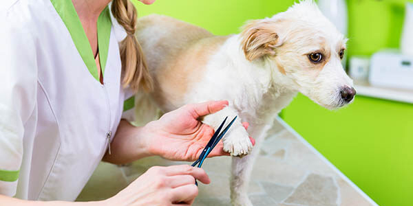 Train the Owner Program (Done-with-You)